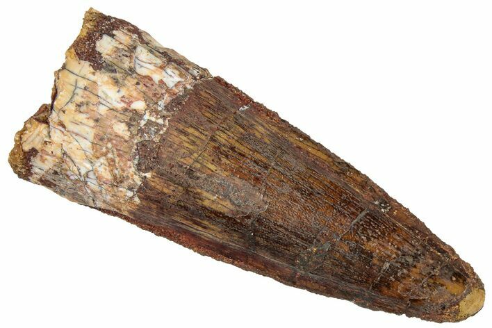 Fossil Spinosaurus Tooth - Real Dinosaur Tooth #305853